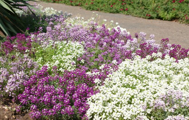 как выглядит иберис как выглядит иберис