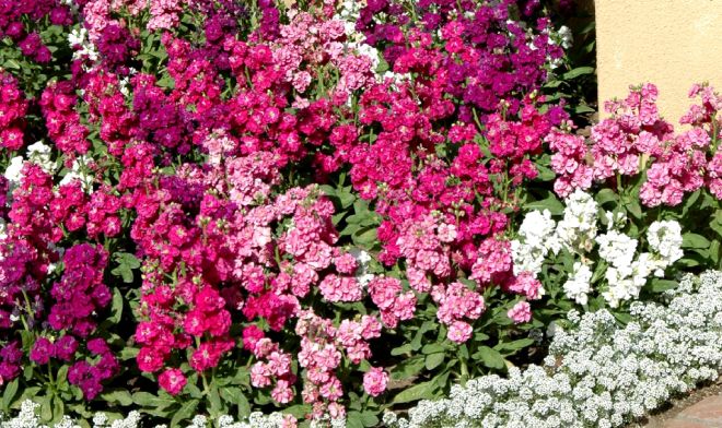 как выглядит маттиола как выглядит маттиола