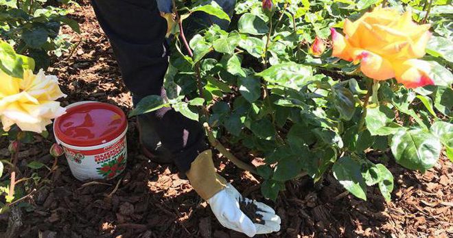 Каким удобрением подкормить розы в августе Каким удобрением подкормить розы в августе