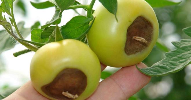 Кальциевая селитра для помидор от вершинной гнили Кальциевая селитра для помидор от вершинной гнили