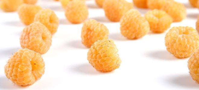 когда можно есть малину при гв когда можно есть малину при гв