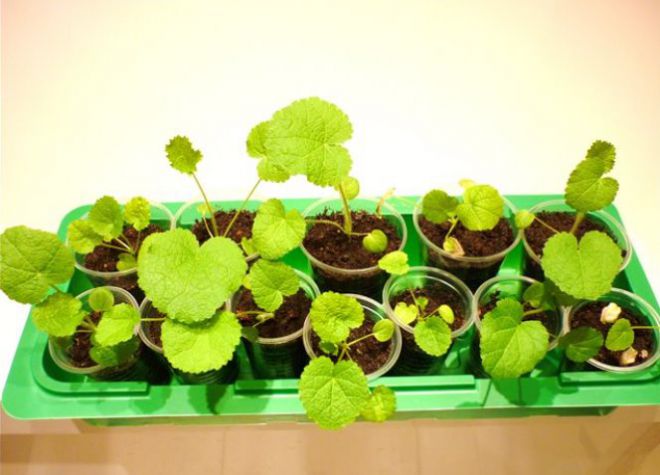 когда сажать шток розу на рассаду когда сажать шток розу на рассаду