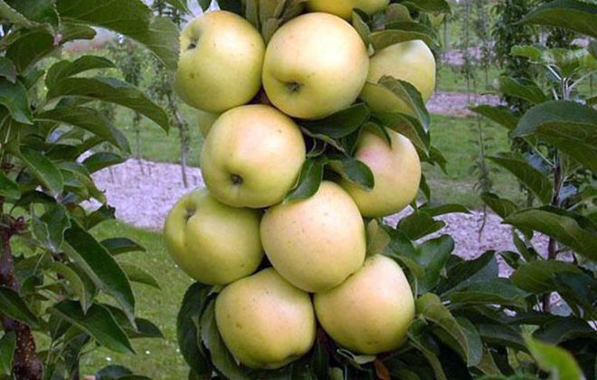 колоновидная яблоня сорт президент колоновидная яблоня сорт президент