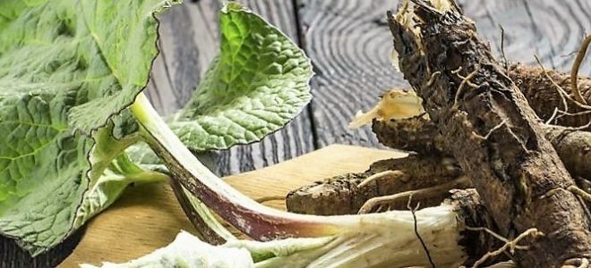 Корень лопуха полезные свойства и противопоказания Корень лопуха полезные свойства и противопоказания