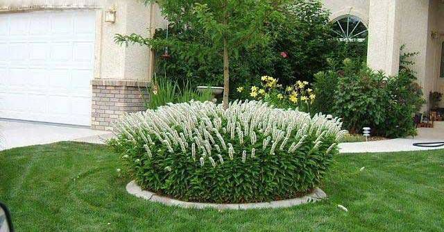 Ландыш садовый сорта Ландыш садовый сорта