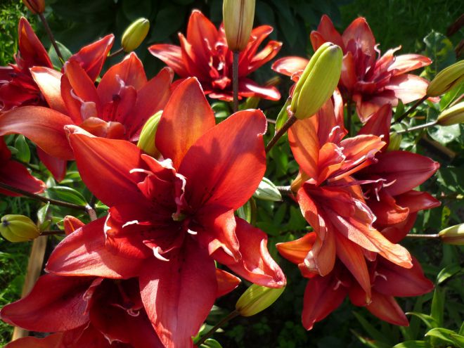 Лилия азиатская Лилия азиатская