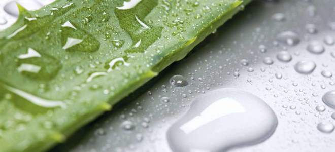 листья алоэ для волос листья алоэ для волос