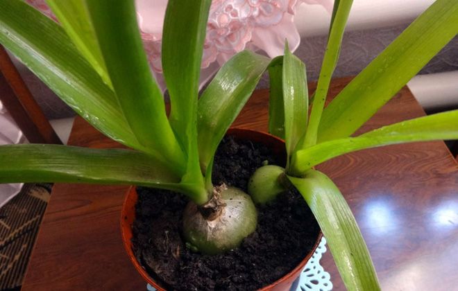 можно ли есть индийский лук можно ли есть индийский лук