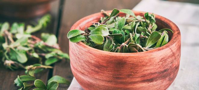 отвар толокнянки отвар толокнянки