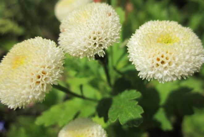 пиретрум девичий пиретрум девичий