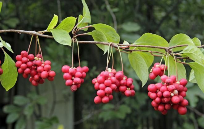 Подкормка лимонника Подкормка лимонника