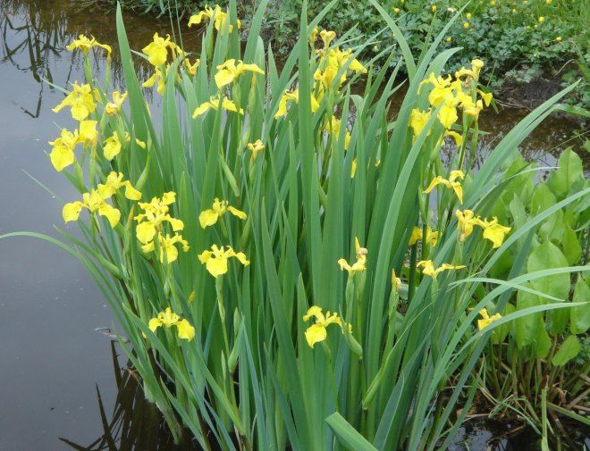 польза ириса болотного для пруда польза ириса болотного для пруда