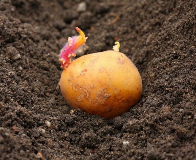 посадка картофеля ред скарлет посадка картофеля ред скарлет