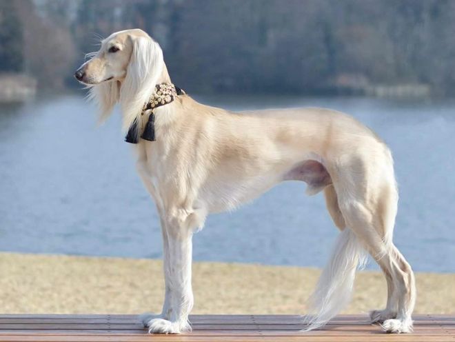 салюки белый салюки белый