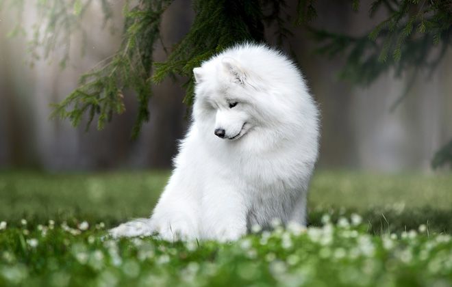 самоедская лайка белая самоедская лайка белая