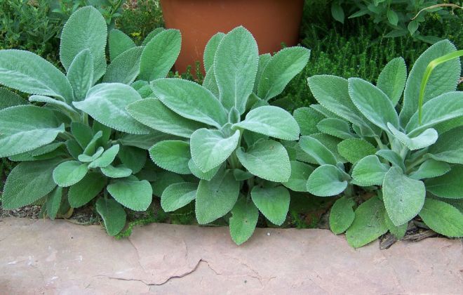 сорта чистеца шерстистого Big Ears сорта чистеца шерстистого Big Ears