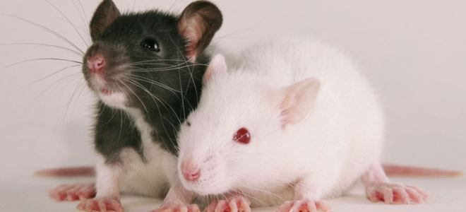 способы проникновения чумы в организм человека способы проникновения чумы в организм человека