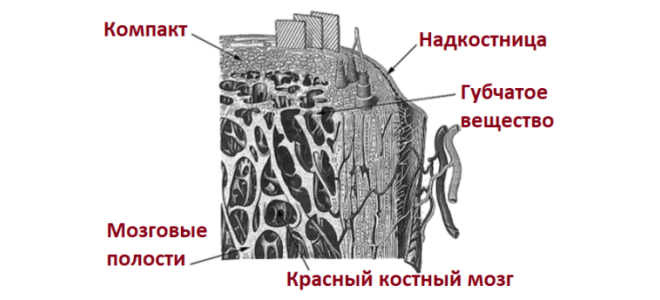 Строение костной ткани Строение костной ткани