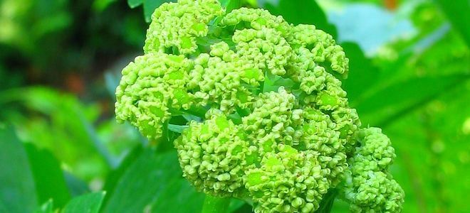 Трава любисток лечебные свойства и противопоказания Трава любисток лечебные свойства и противопоказания