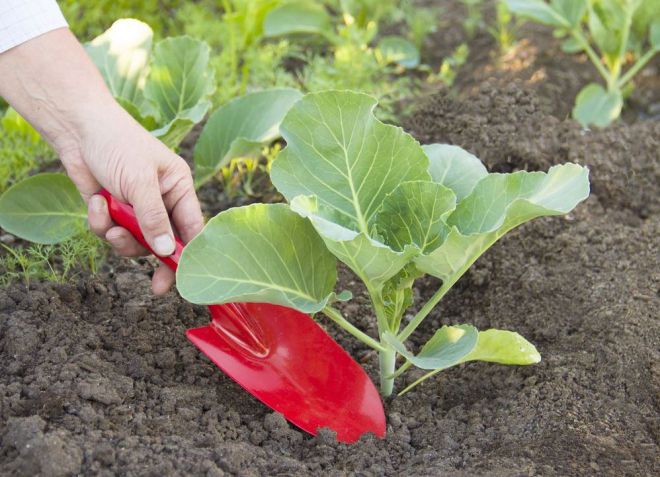 удобрения для капусты в открытом грунте удобрения для капусты в открытом грунте