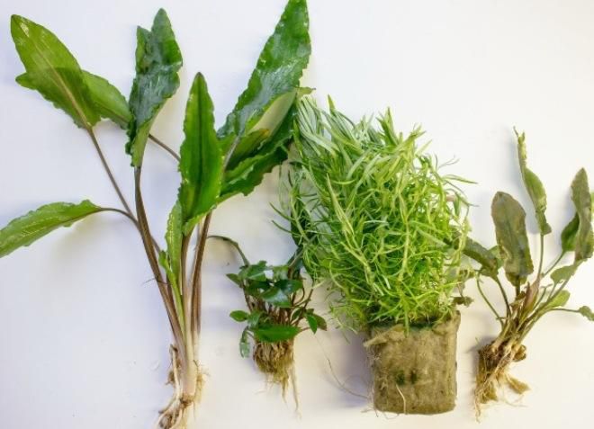 виды аквариумных криптокорин виды аквариумных криптокорин