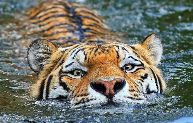 водяной тигр водяной тигр