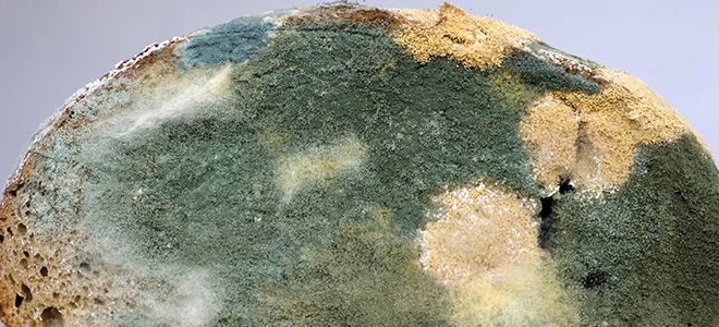 аллергия на плесневые грибы аллергия на плесневые грибы