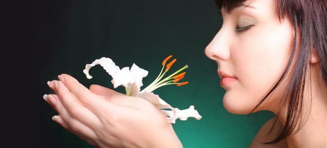 аносмия лечение народными средствами аносмия лечение народными средствами