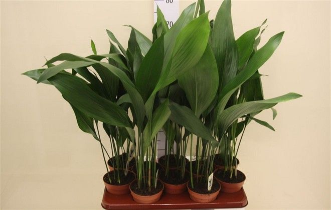 аспидистра высокая аспидистра высокая