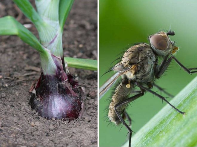березовый деготь от луковой мухи березовый деготь от луковой мухи