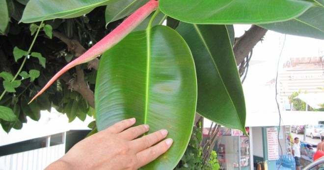 Чем подкормить фикус каучуконосный Чем подкормить фикус каучуконосный