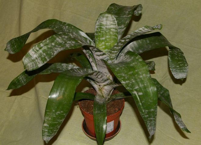 эхмея после цветения эхмея после цветения