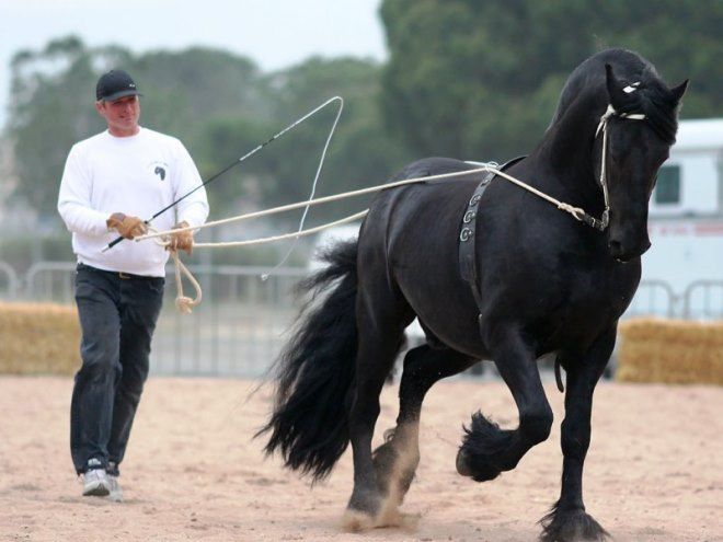 фризская лошадь содержание фризская лошадь содержание
