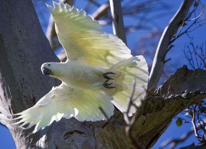 где обитает попугай какаду где обитает попугай какаду