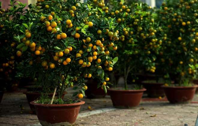 горшок для мандаринового дерева горшок для мандаринового дерева