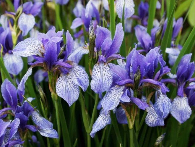 ирис болотный и сибирский отличия ирис болотный и сибирский отличия