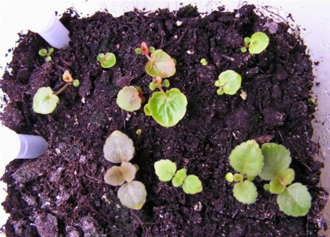 как посадить бегонию клубневую семенами как посадить бегонию клубневую семенами