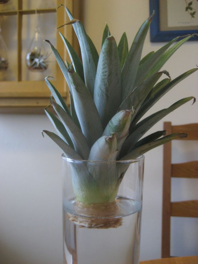 Как прорастить ананас из верхушки Как прорастить ананас из верхушки