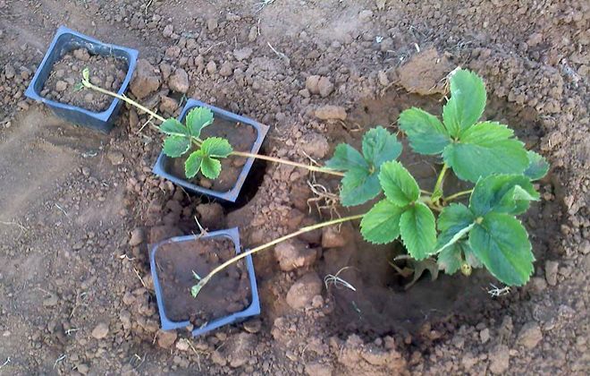 как размножить клубнику виктория как размножить клубнику виктория