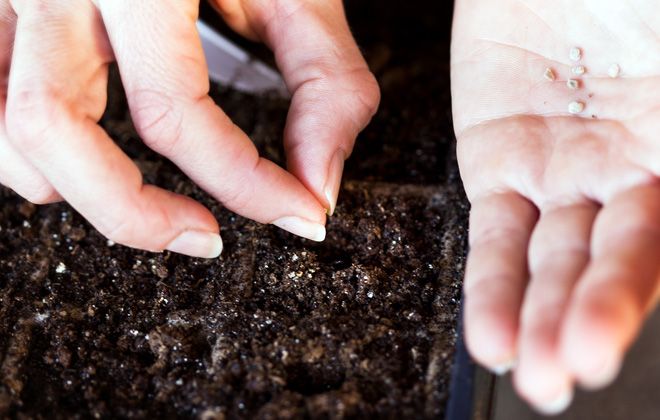 как сажать перец семенами в открытый грунт как сажать перец семенами в открытый грунт