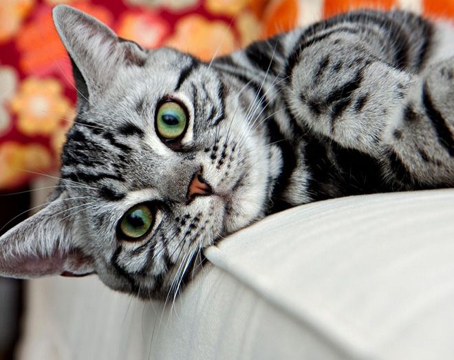 как ухаживать за американской короткошерстной как ухаживать за американской короткошерстной