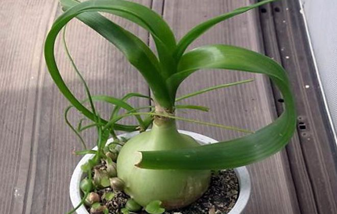 как ухаживать за индийским луком как ухаживать за индийским луком