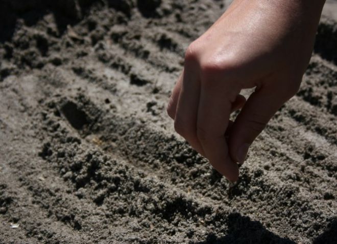 когда сажать шток розу семенами в грунт когда сажать шток розу семенами в грунт