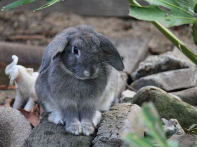 Кролик голландский баран Кролик голландский баран