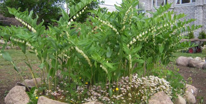 Куда посадить купену Куда посадить купену