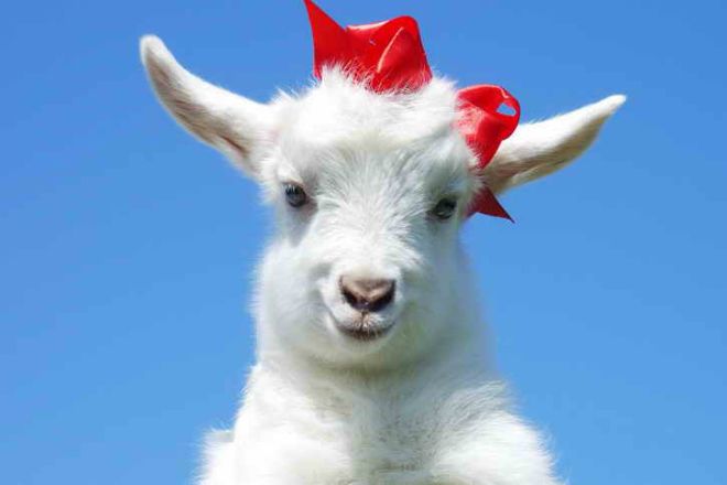 металлическая коза металлическая коза