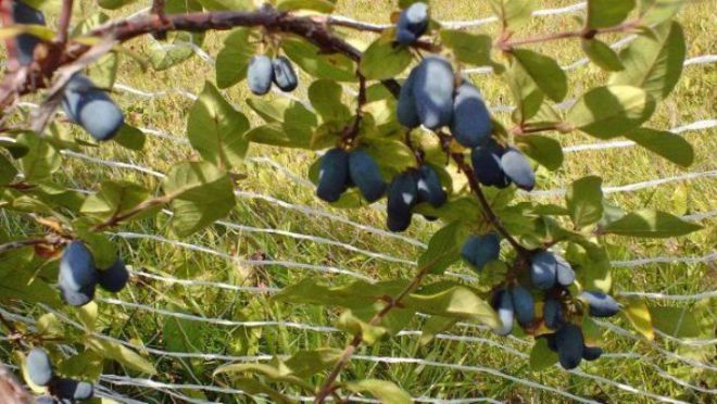 На какой год после посадки плодоносит жимолость На какой год после посадки плодоносит жимолость