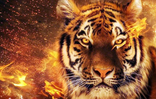 огненный тигр огненный тигр