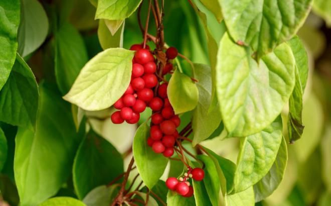 Пересадка лимонника Пересадка лимонника