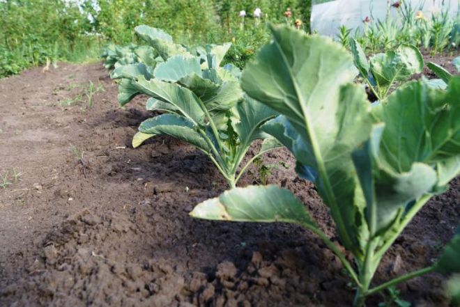 Подкормка капусты в открытом грунте Подкормка капусты в открытом грунте